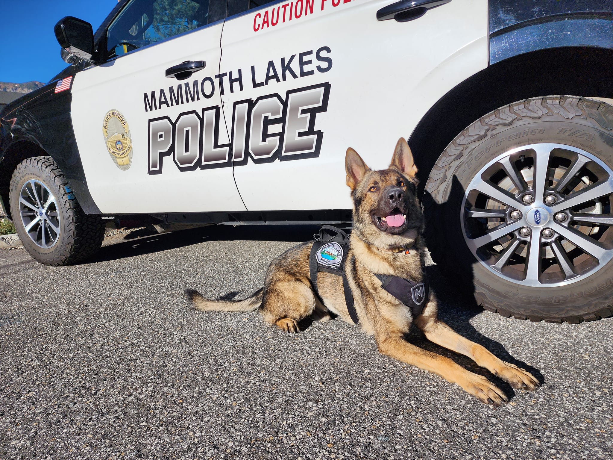 German Shepherd laying next to Police Vehicle