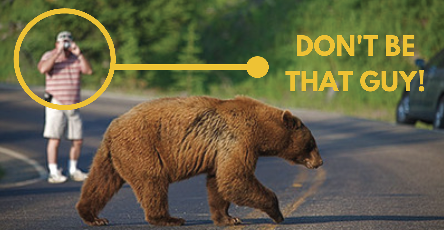 Man trying to take a pitcure of a bear while getting too close